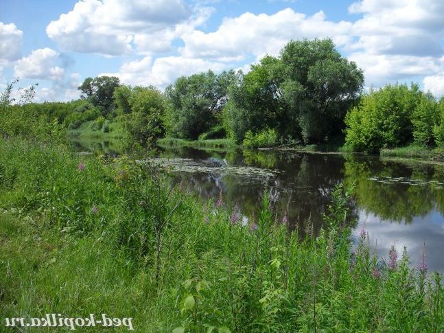 Літній пейзаж