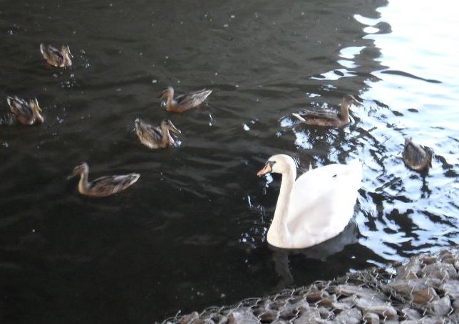 Білий лебідь