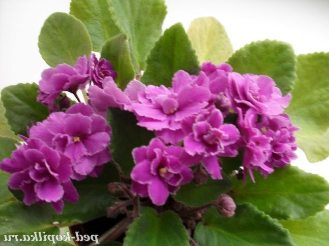 Ось і розцвіла ще одна фіалка