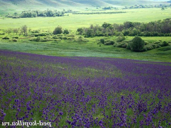 Шавлія повислый