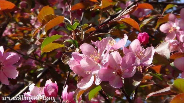 Рожеве диво