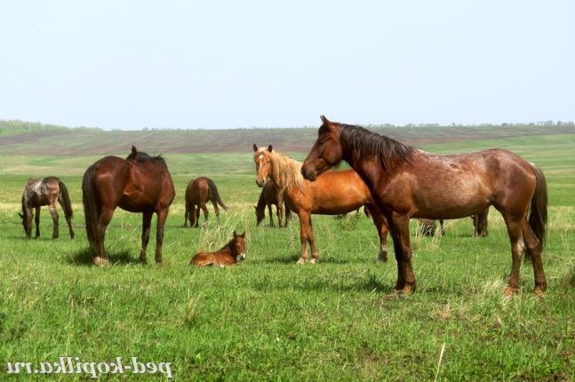 На пасовищі