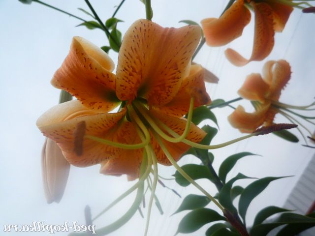 Помаранчеві лілії
