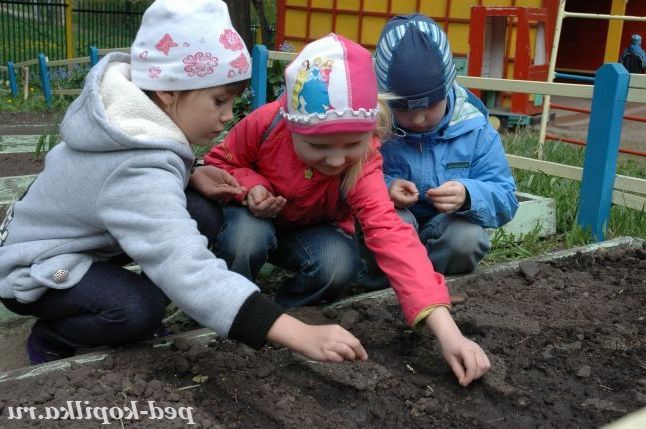 Сіємо морквину