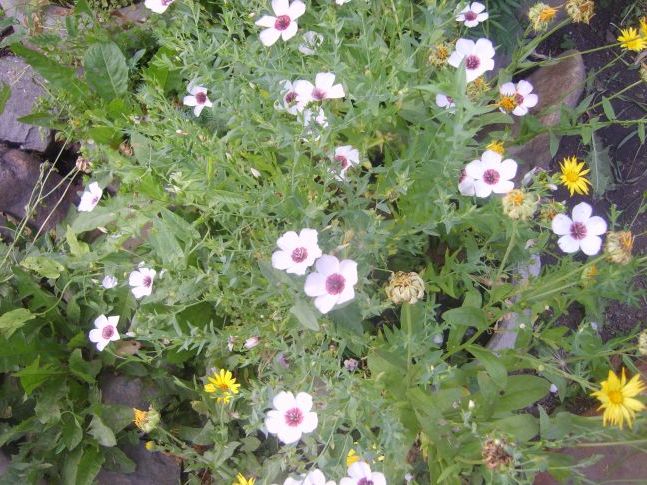 Улюблений льон