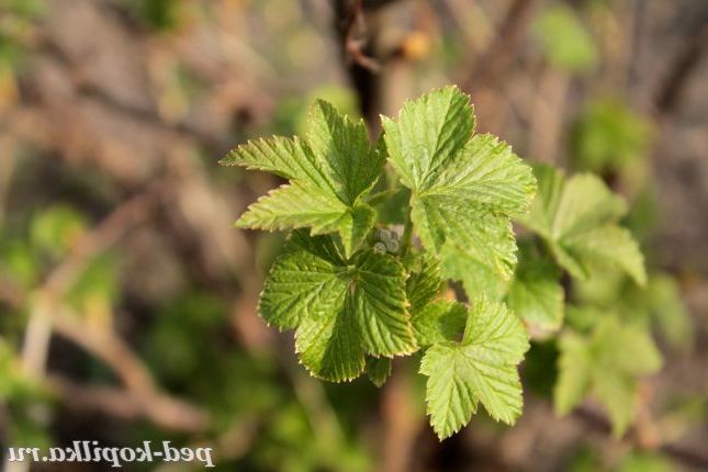 Пробудження