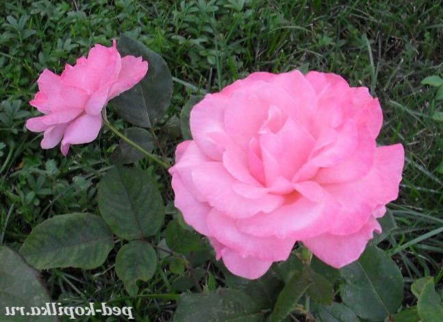 Рожеві троянди