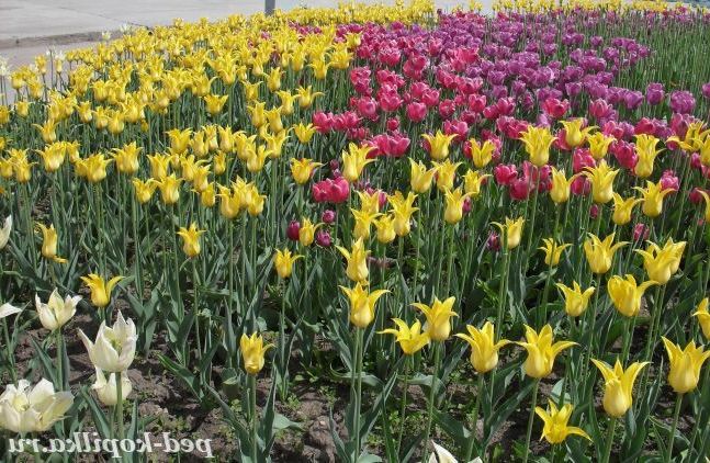 Море тюльпанів
