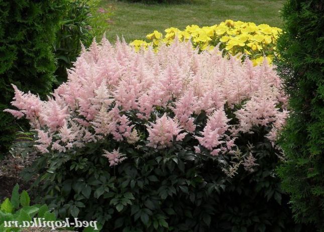 Рожевий кущ