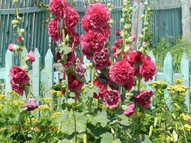 Мальва махрова