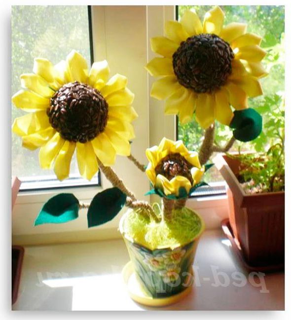 Соняшники з кавових зерен