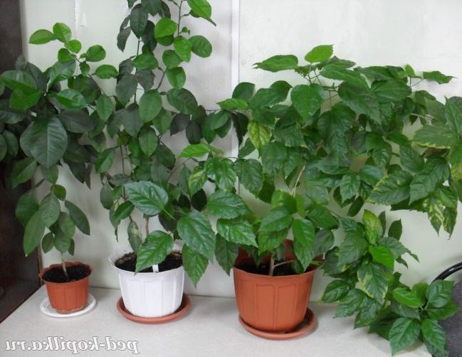 Зелений куточок