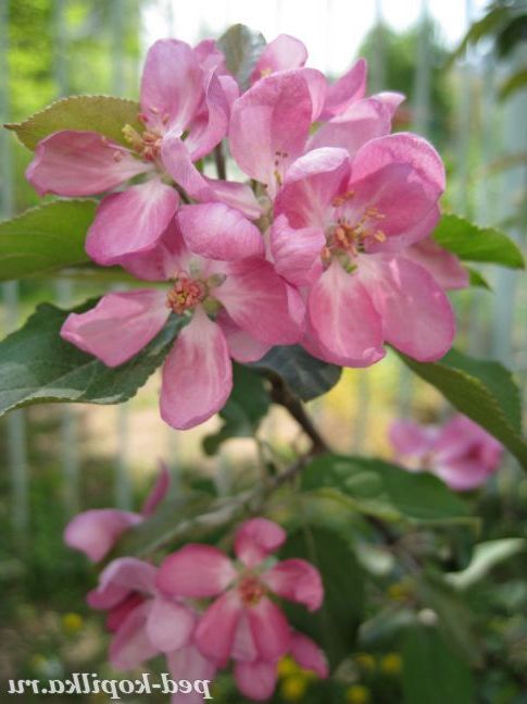 Весна. Яблуня в цвіту.