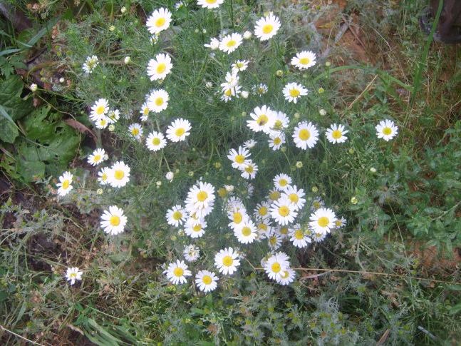 Ромашки
