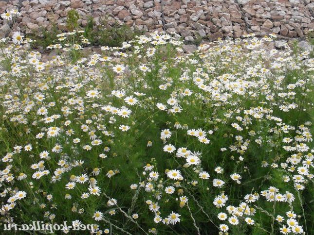 Ромашкове літо