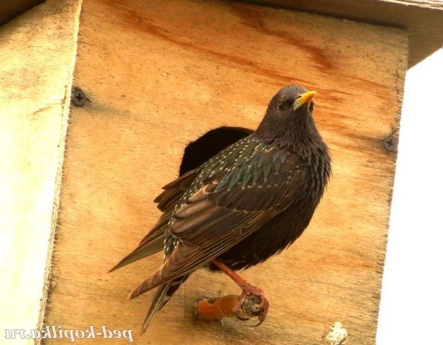 Шпаки прилетіли