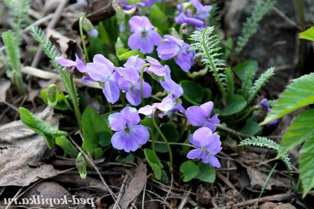 лісова ніжність