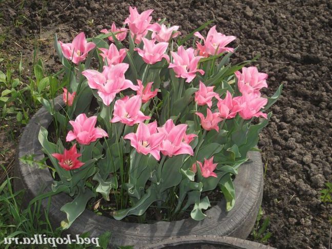 Тюльпани-небувалої краси.