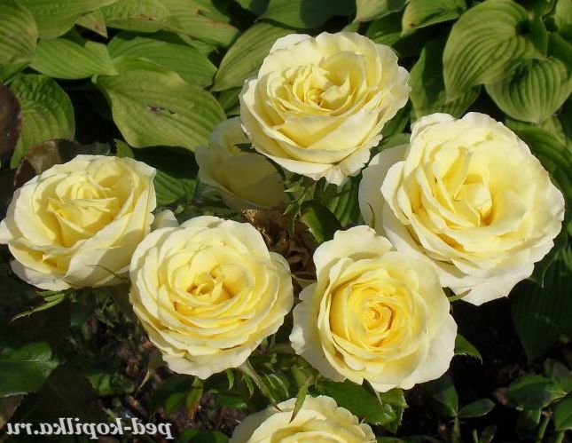 Жовті троянди