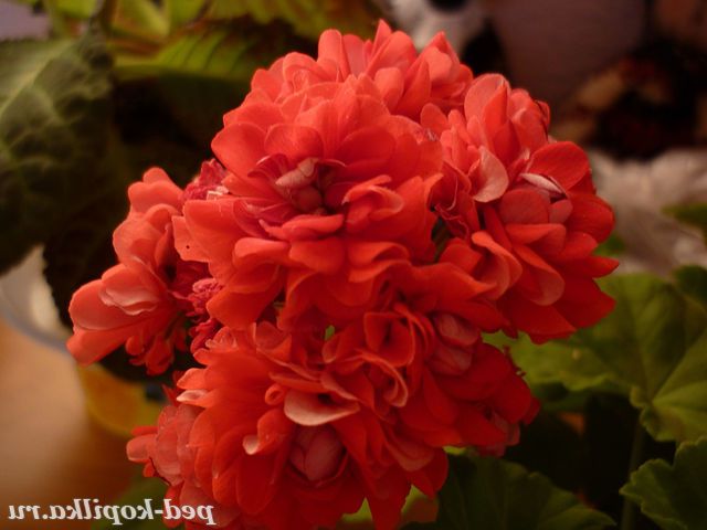 Герань піоновидна.