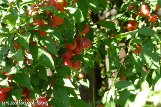 Врожай достигає!