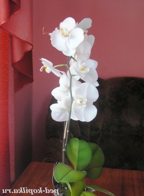 Біла орхідея