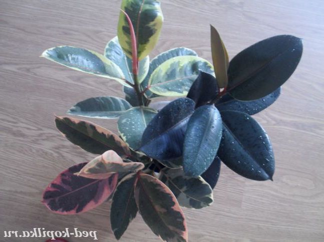 Види фікуса каучуконосного