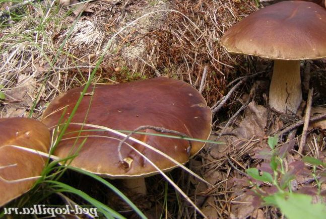 Подарунки літа