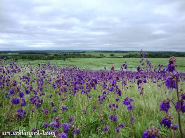 Шавлія повислый