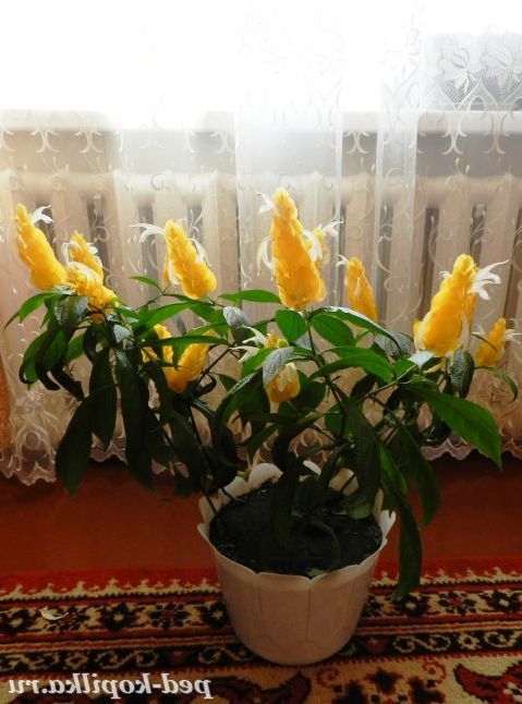 Пахистахис