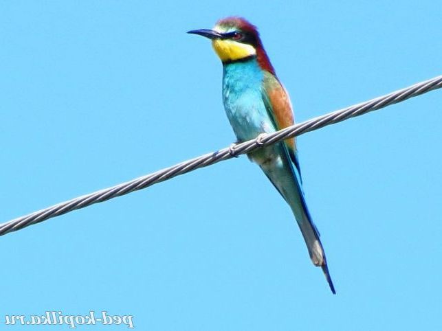 Золотиста щурка або пчелоедка