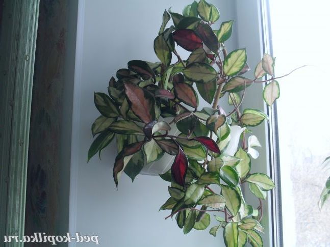 Хойя, восковий плющ.