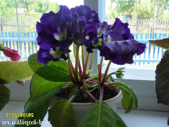 Глоксинія гібридна Аванті фіолетова