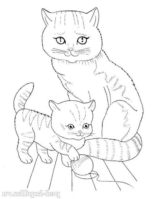 Кішка і кошеня