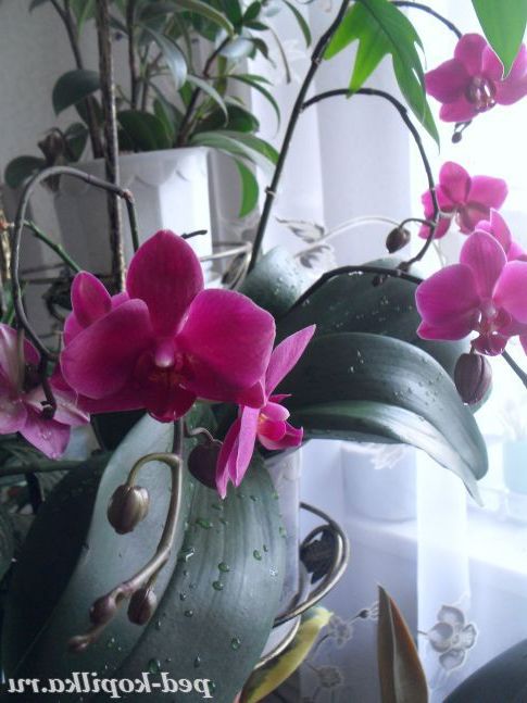 Орхідея, фаленопсис .