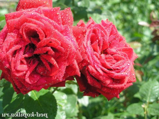 Троянда-цариця саду