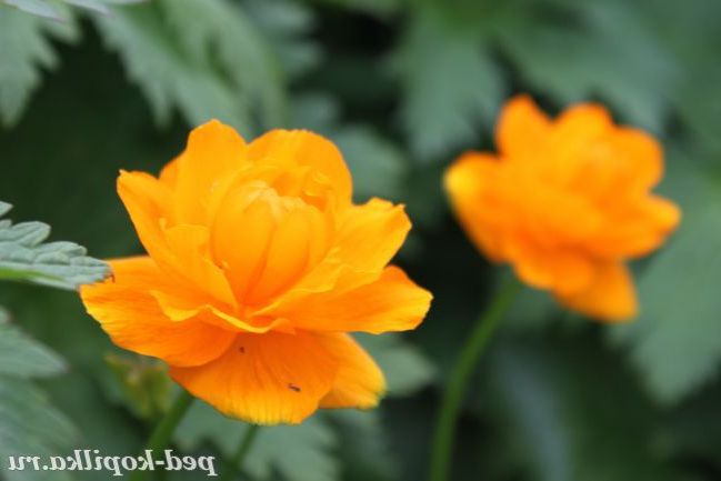 Купальниця сибірська