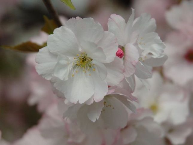 Квітуча весна