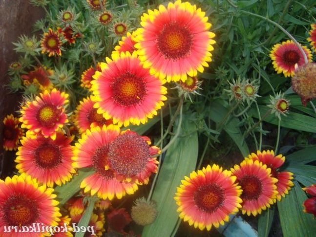 Афродіта суміш