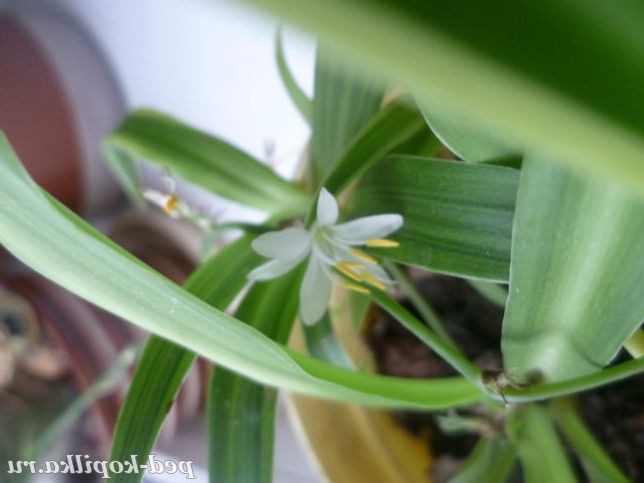 Крошечка-красатулечка