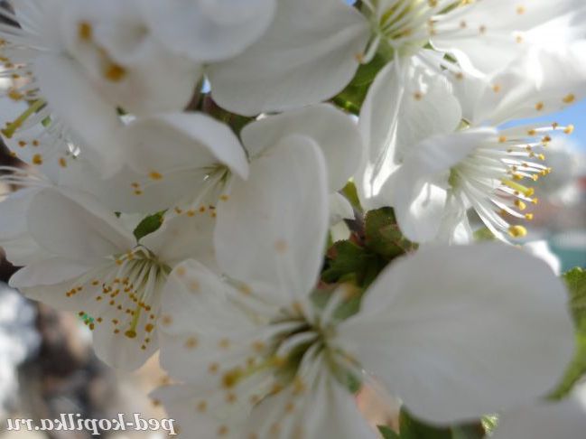 Яблуні в цвіту
