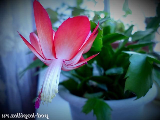 Намагаюся зрозуміти, на що він схожий