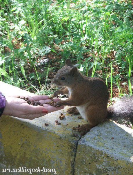 Білка клацає горішки