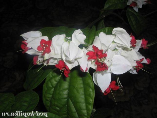 Клеродендрон