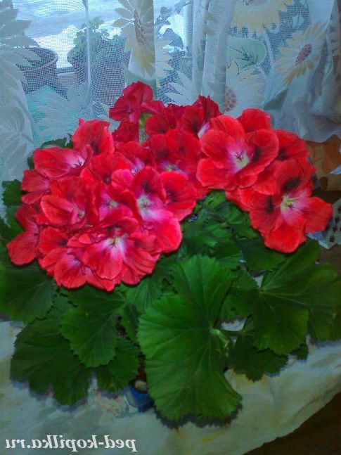 Пеларгонія