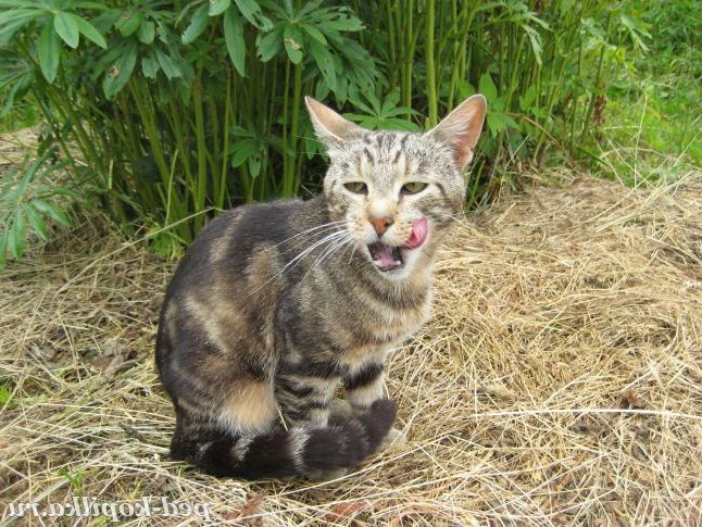 Марсик на відпочинку.