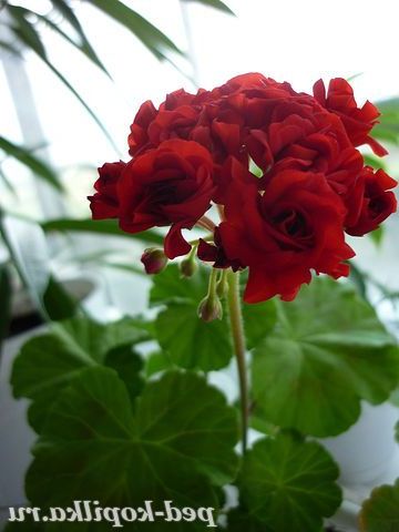 Герань розебудная.