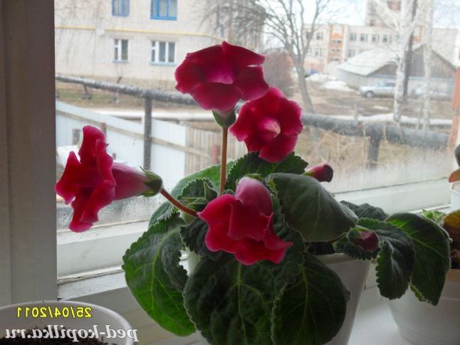 Глоксинія гібридна Аванті