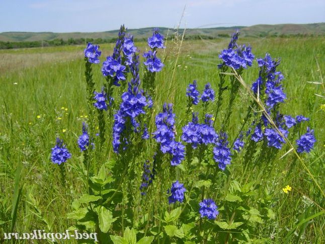 Палітра оренбурзьких степів