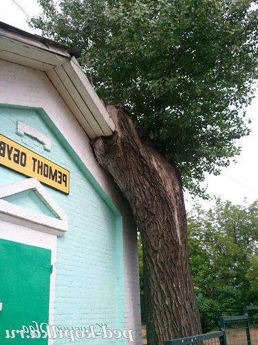 Дерева нападають